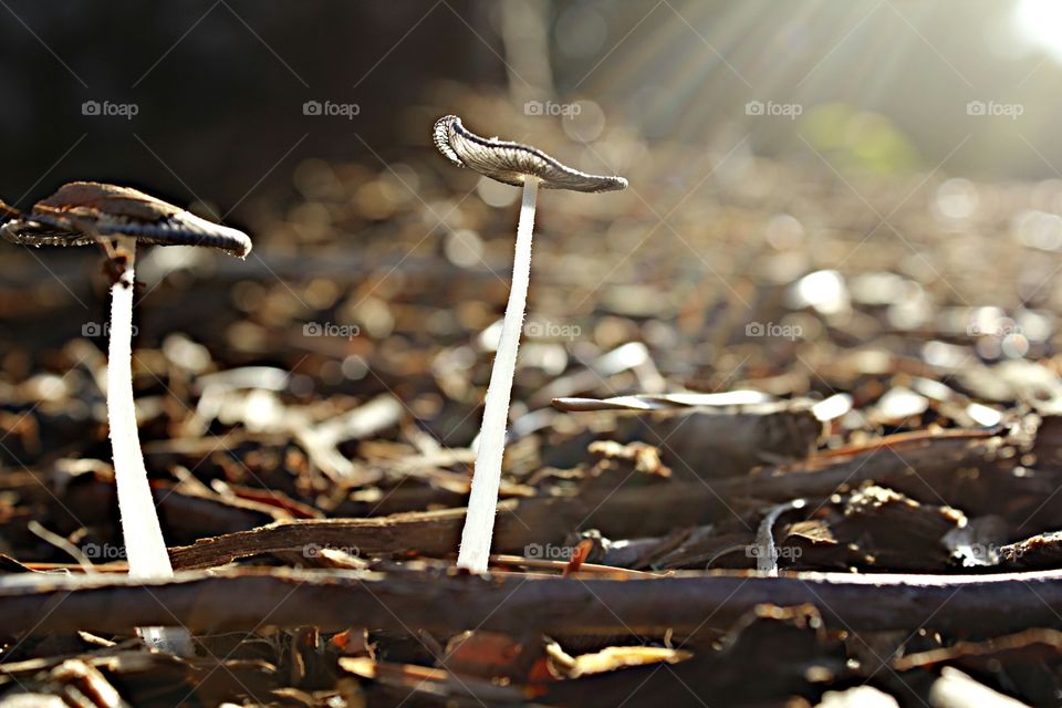 mushroom. Sprouts. Fungi. nature. sunlight Mushrooms sprouting up as sun rays shine upon it.