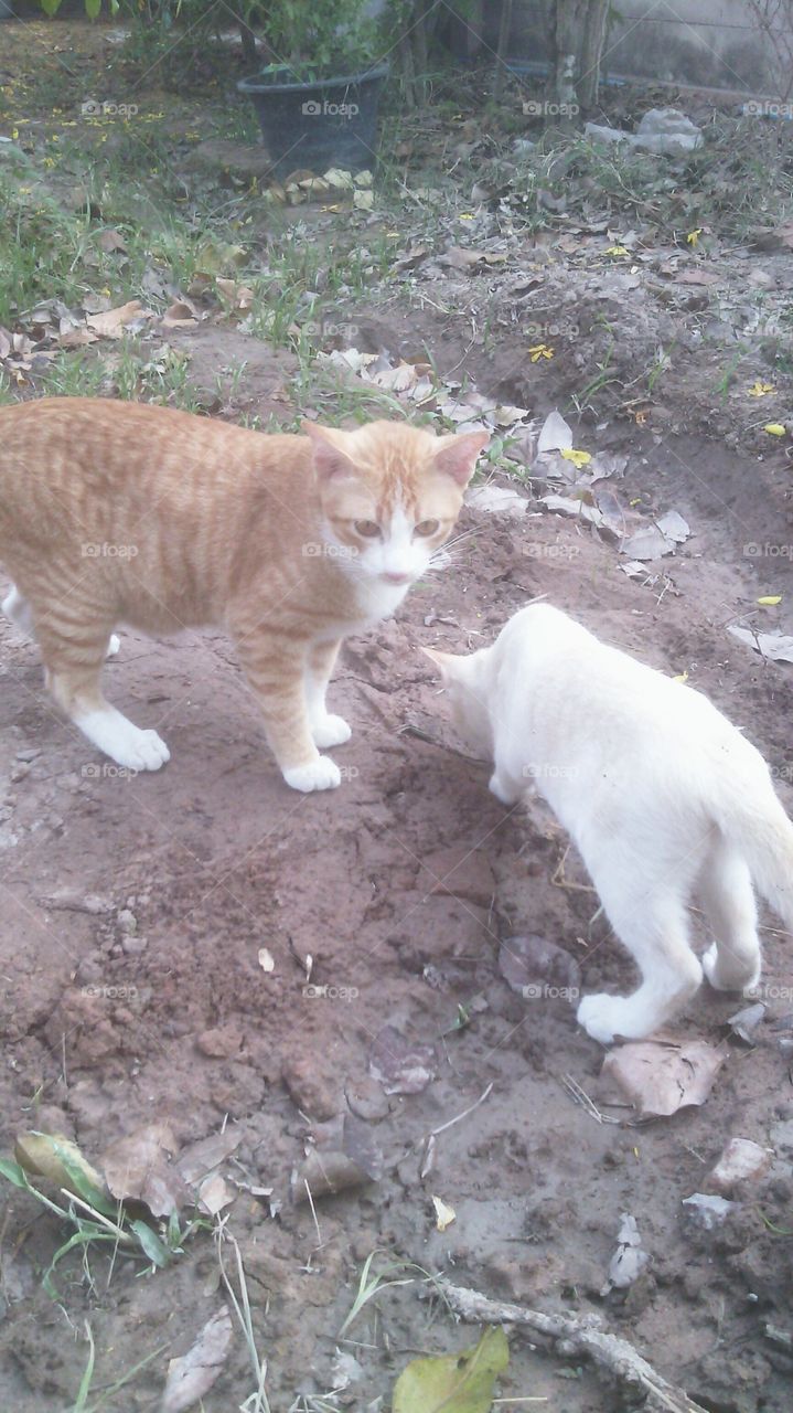 Cat, Cute, Nature, Mammal, Animal