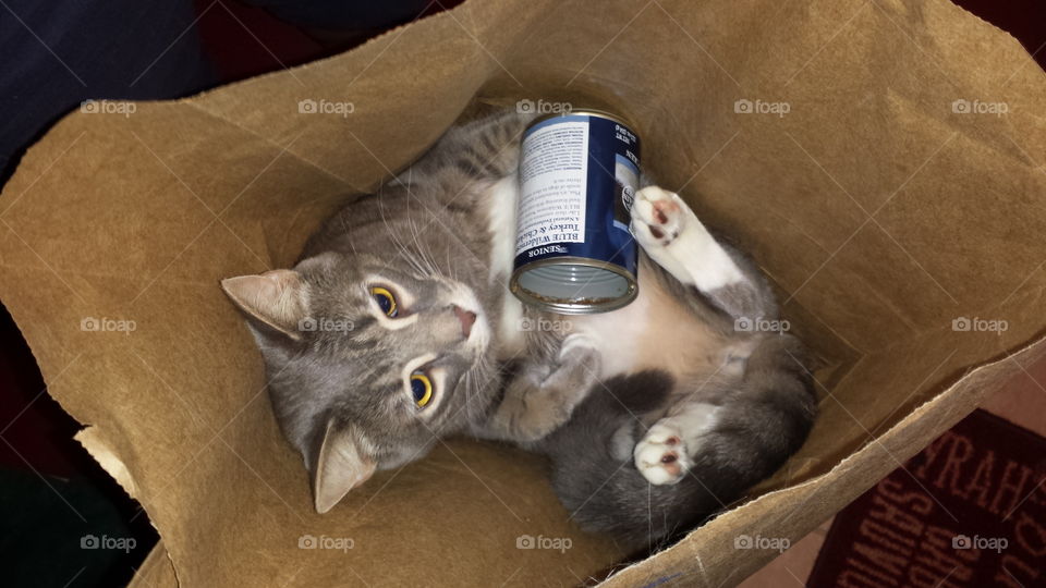 Busted. Badger (cat's name) crawled into the recycling bin to lick the food can.