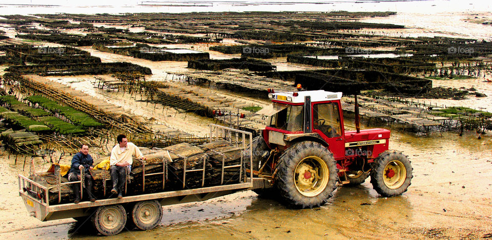 Oyster beds