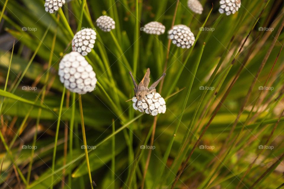 Gafanhoto na flor e natureza