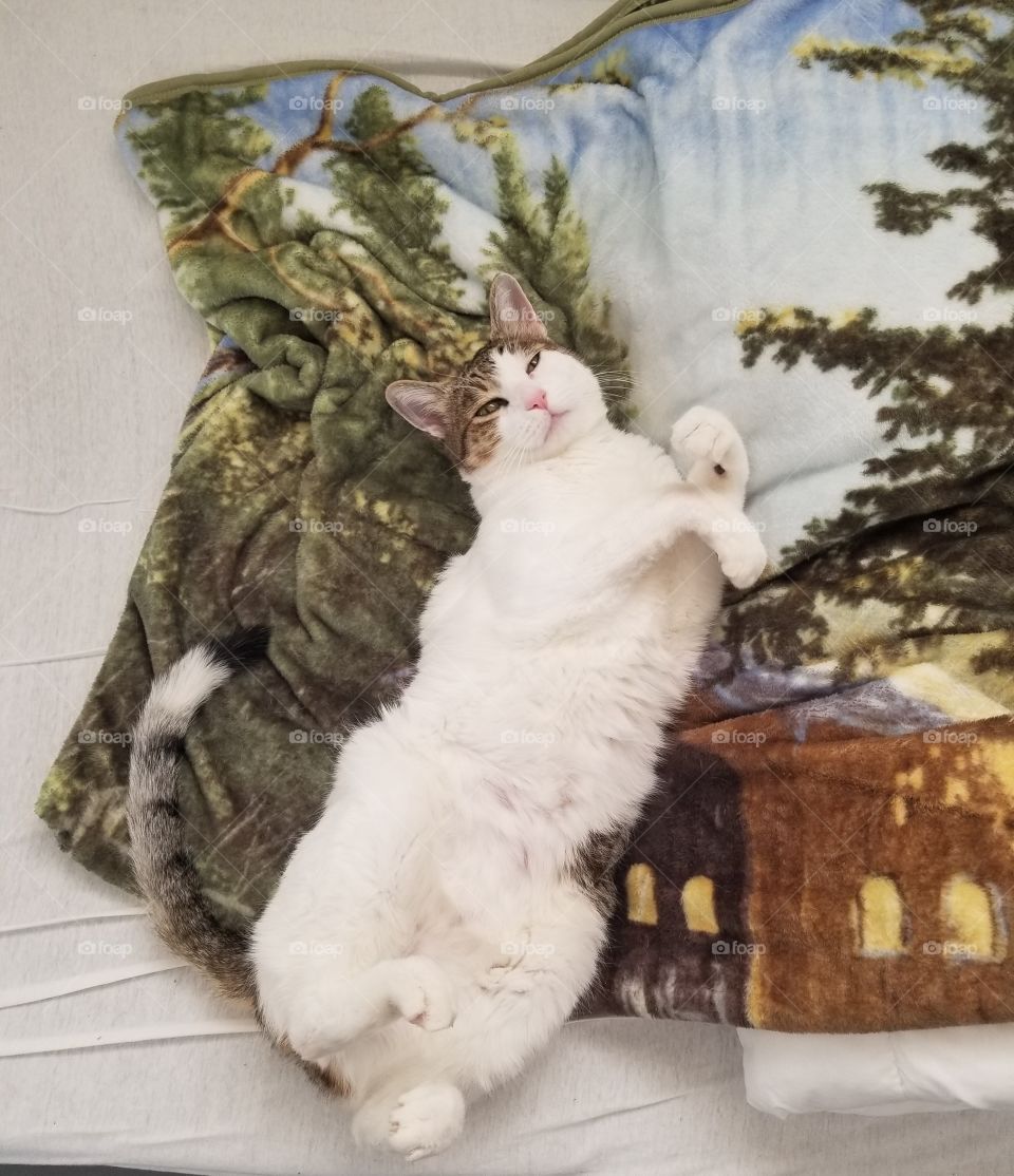 White tabby cat on a nature-themed blanket