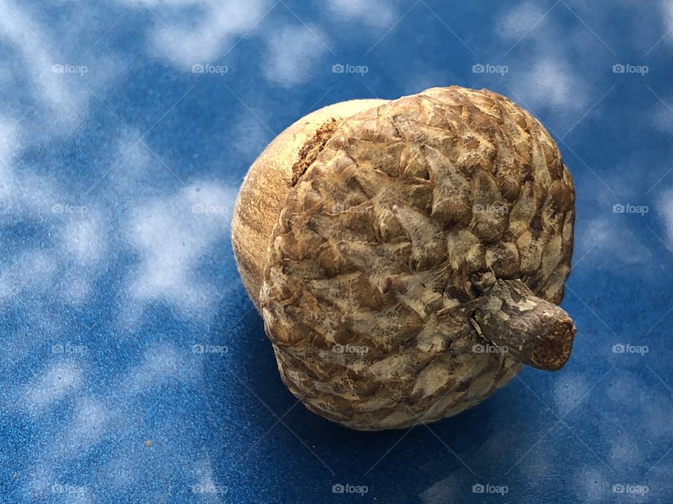 Acorn on a ford hood