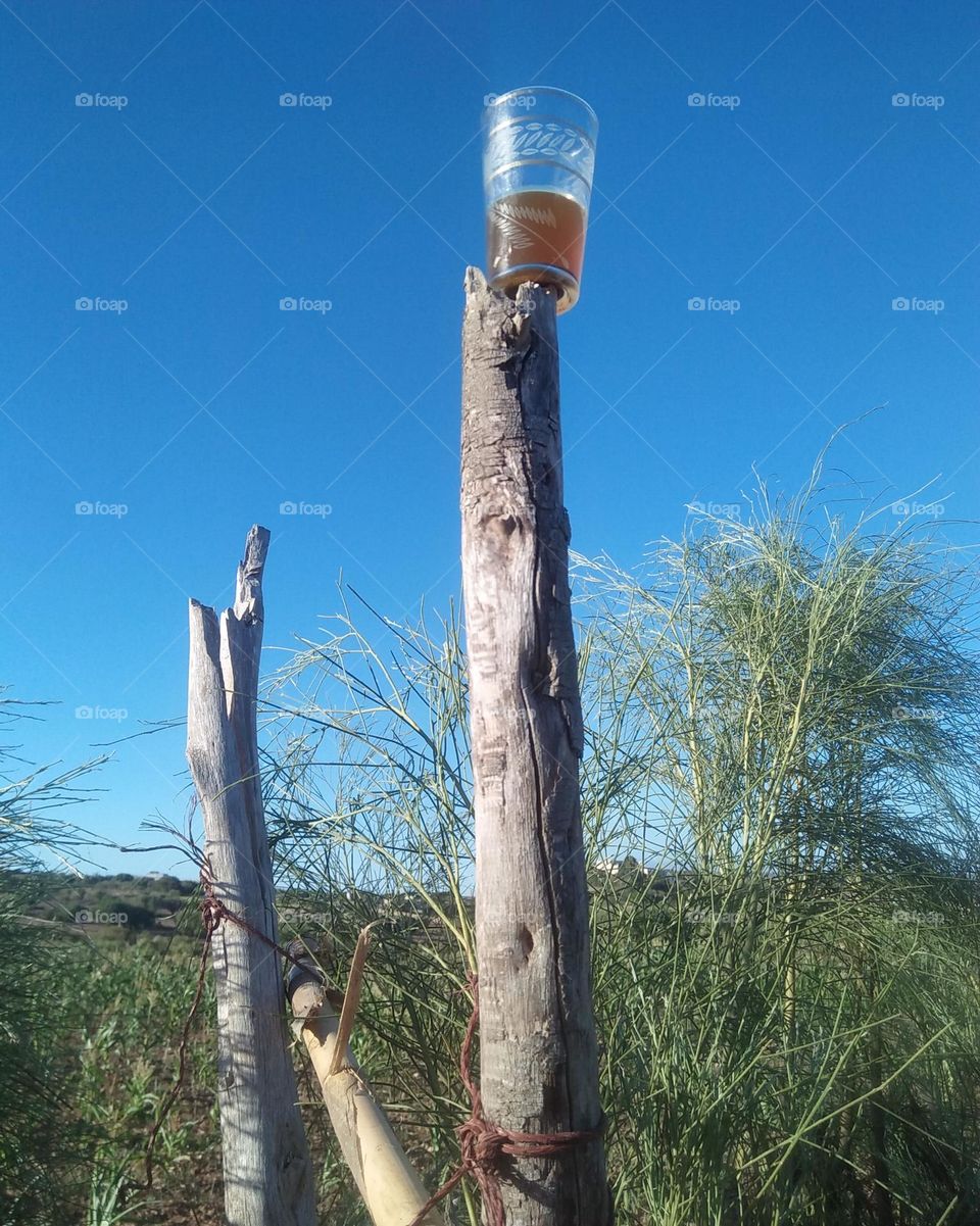 Cup of tea on a brunch of tree.