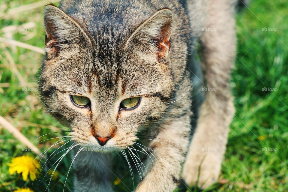 Self-confidence, restraint and independence - traits of the true cat!