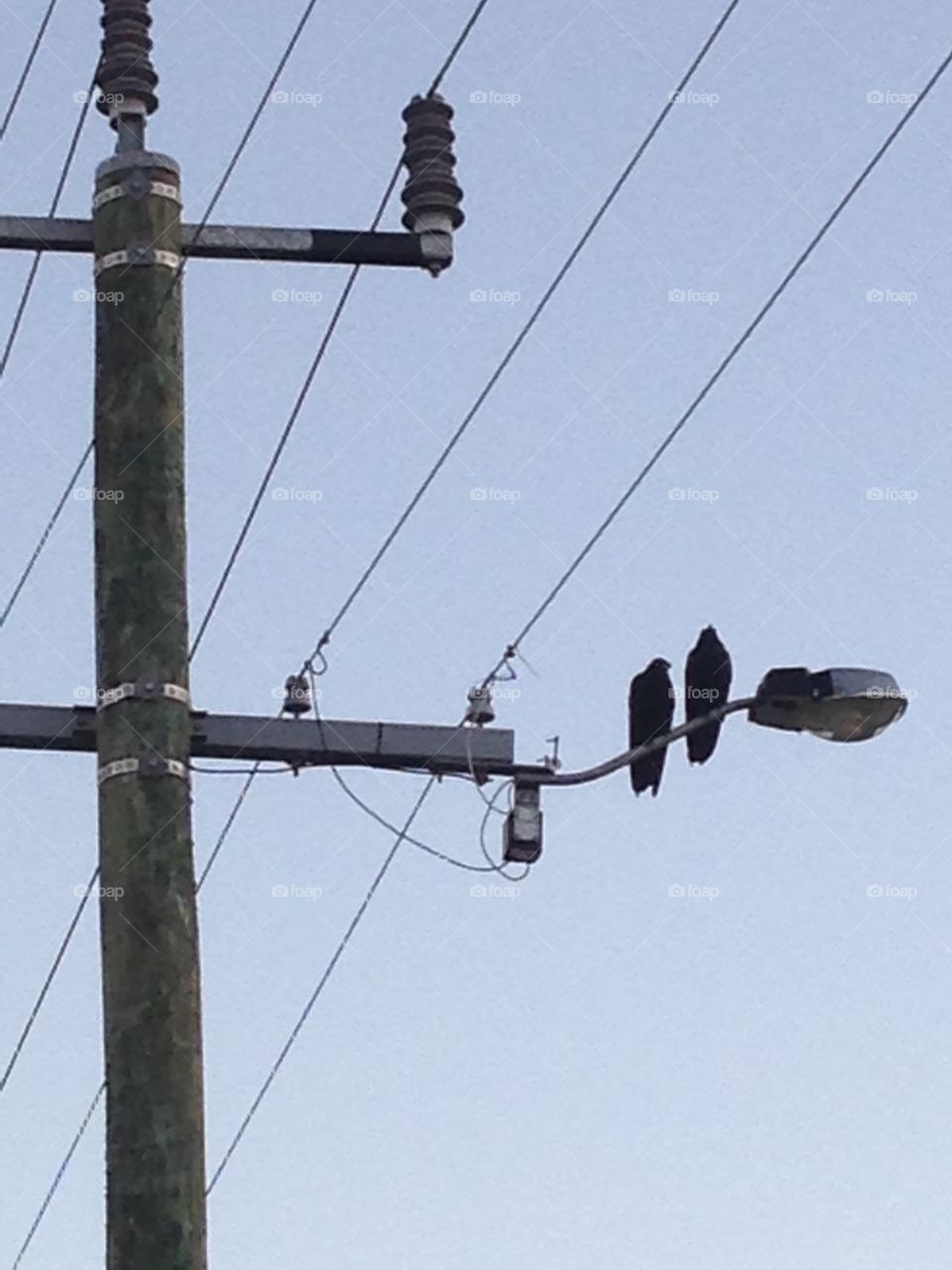 Crows on the street light