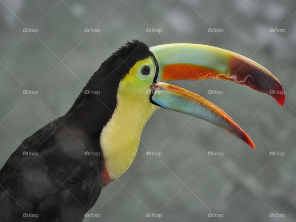 Toucan
