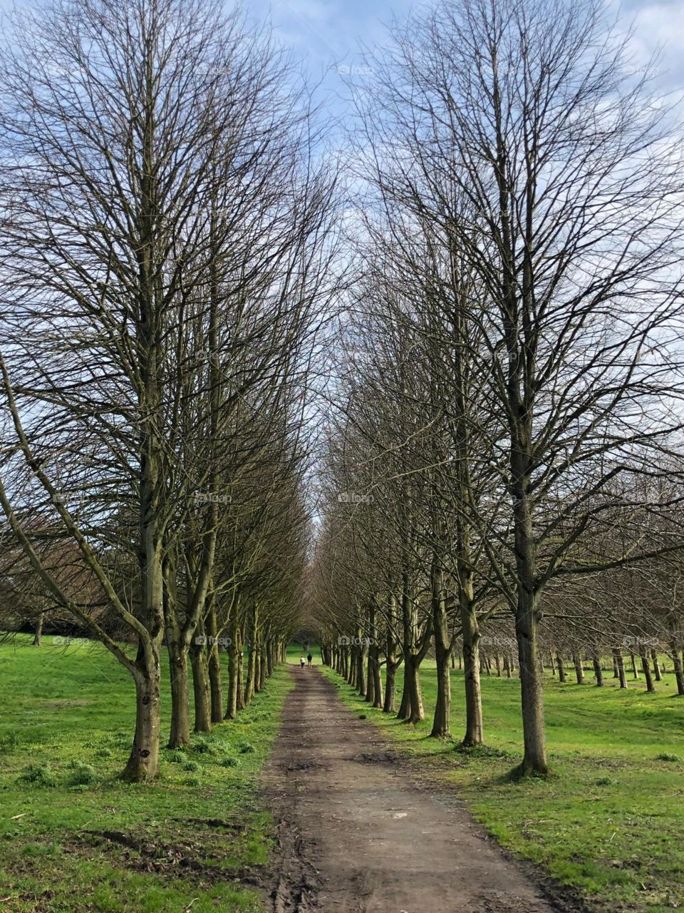 Tree line on a forest walk at a country home estate in Northern Ireland