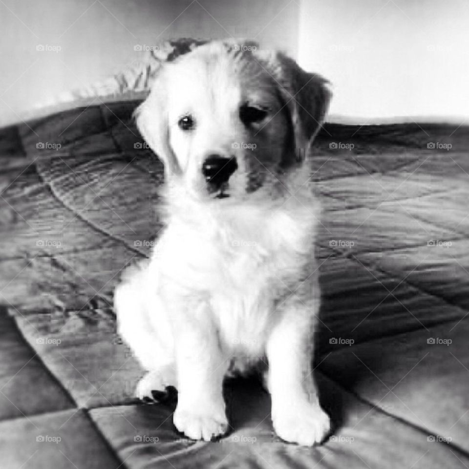 Golden retriever puppy