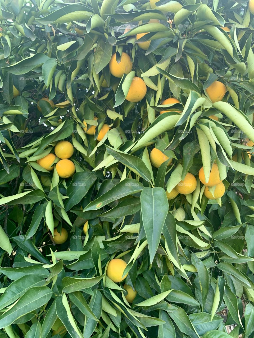 Oranges in the orange trees - citrus tree in the yard in nature 