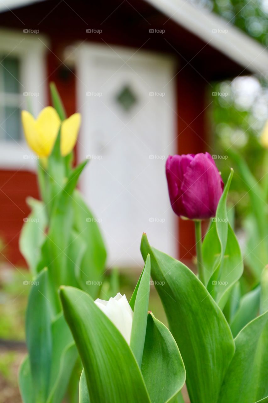 Tulips 