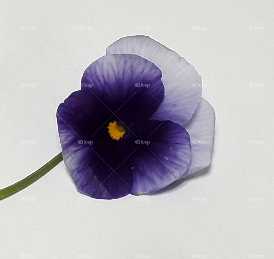 Purple flower is isolated on white background.