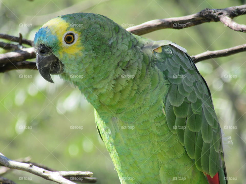 Pretty parrot