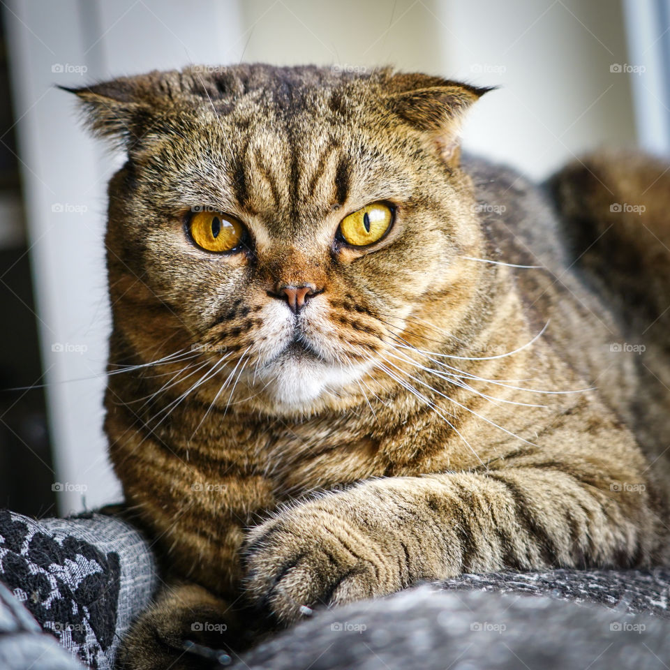 beautiful brown stripped scottish fold cat against a blurred background
