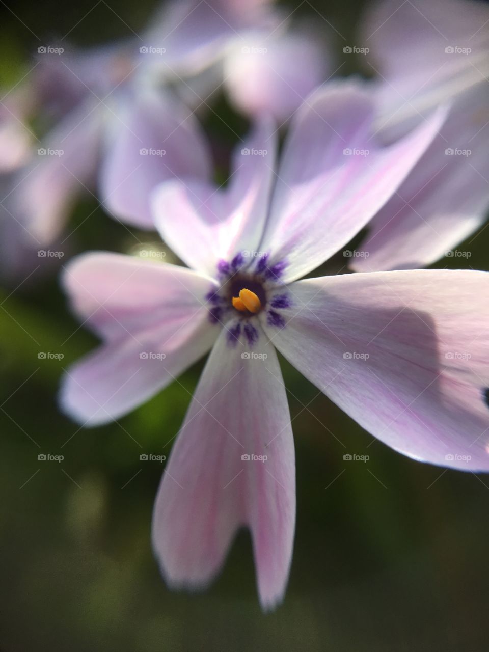 Phlox