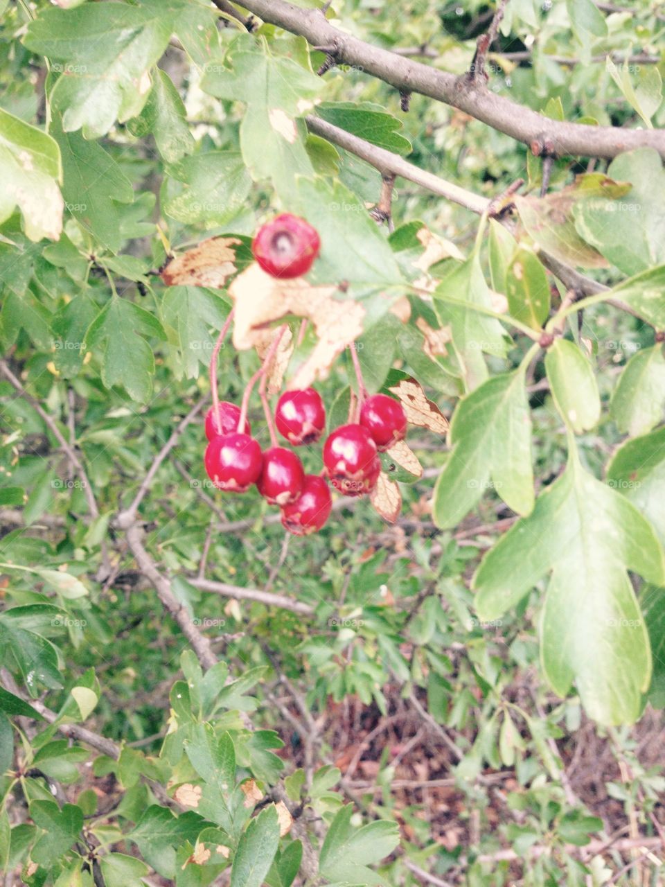 Berries 