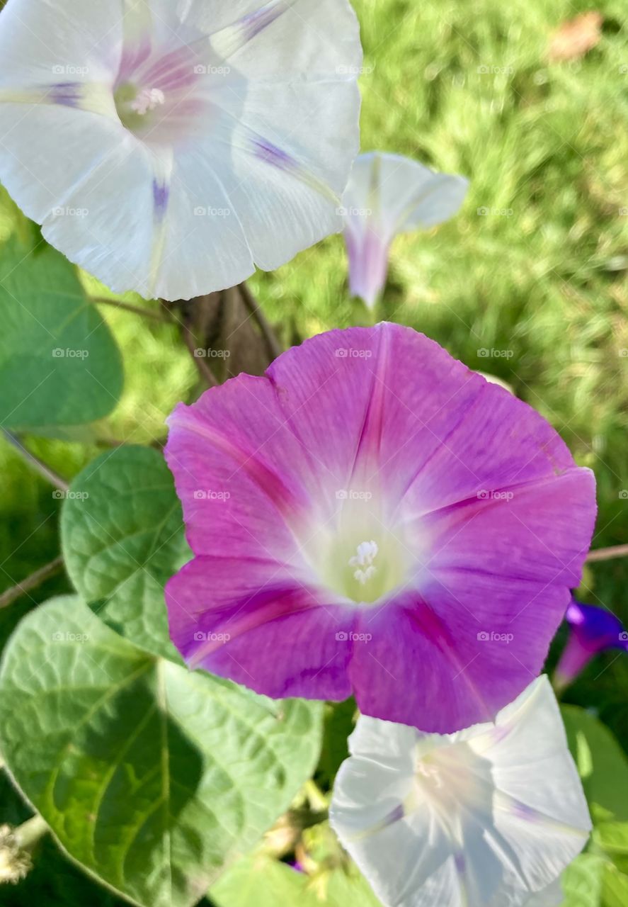 
ipomoea-curly bells