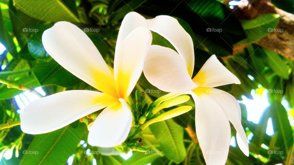 #foap #infoapartemen #foapjuly18 #foapaug18 #foapfeb18 #foapapril17 #foapers #foapjune18 #fotografoaprendiz #sfoapprentices #foaper #infoapartment #foapmission #foapmay18 #foapapr18 #foapit #infoaplikasipaytren #infoapple #foapom #foapjan19 #infoapp 