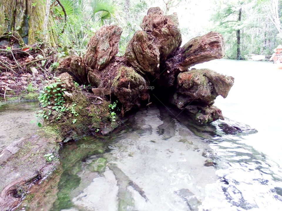 Tree stump at spring 
