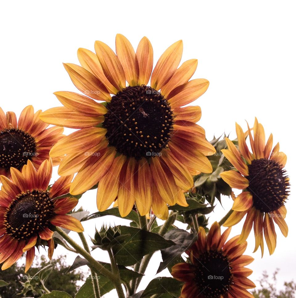 Sunflowers in summer. Sunflowers in my garden
