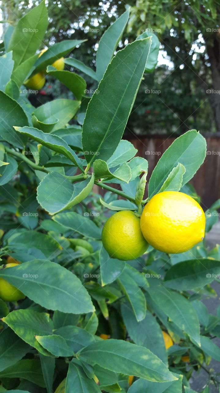 lemons