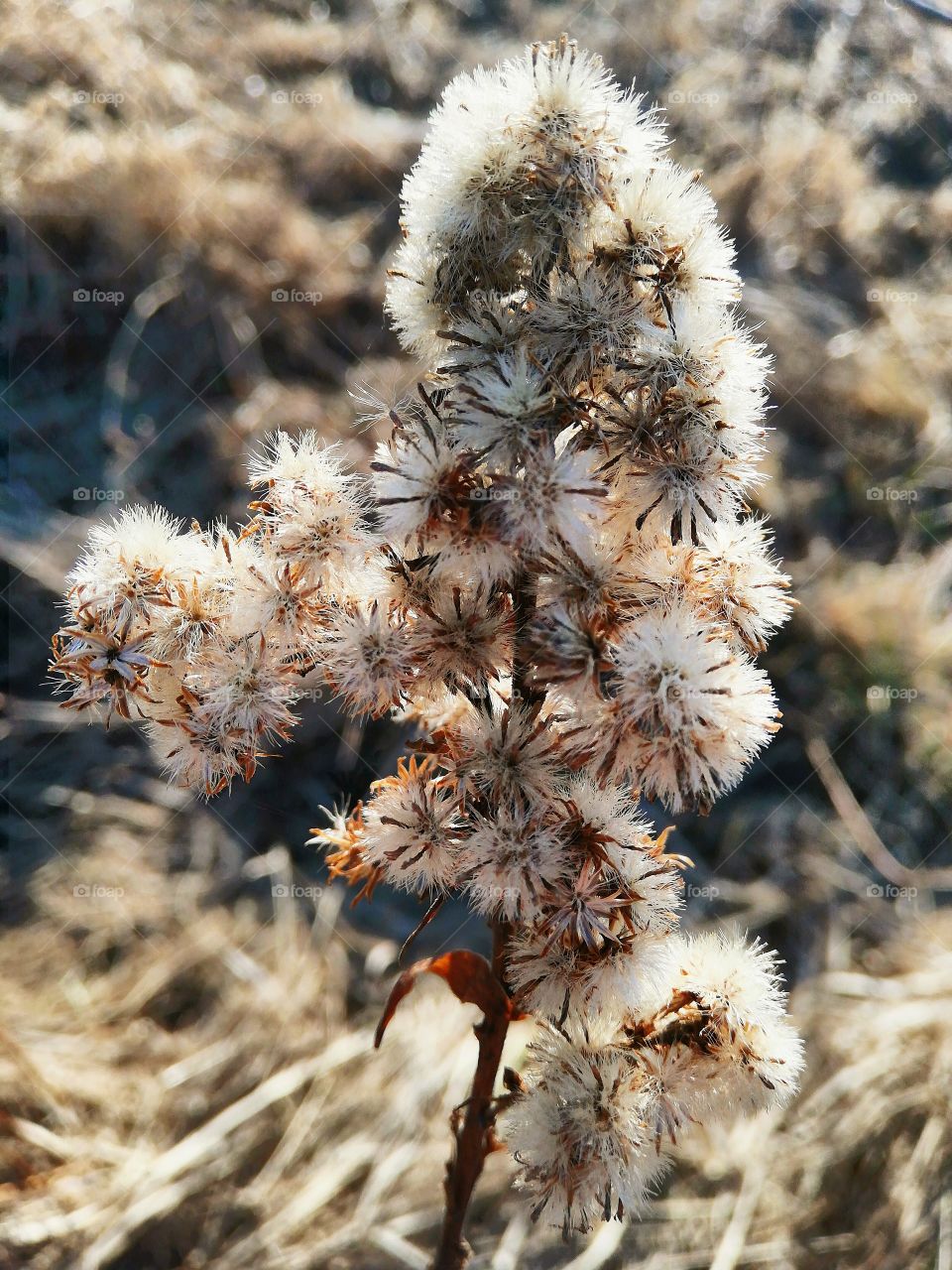 Dry flower