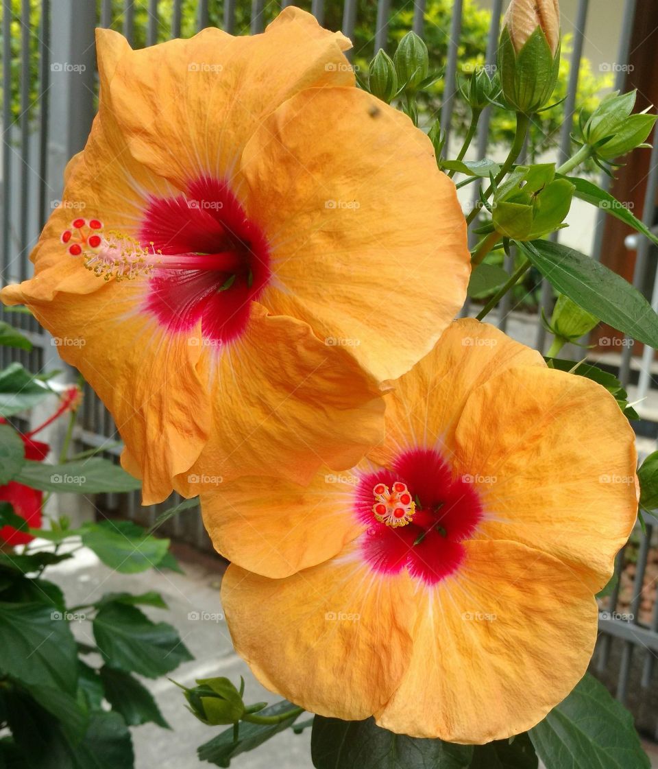 Hibiscus 🧡🧡