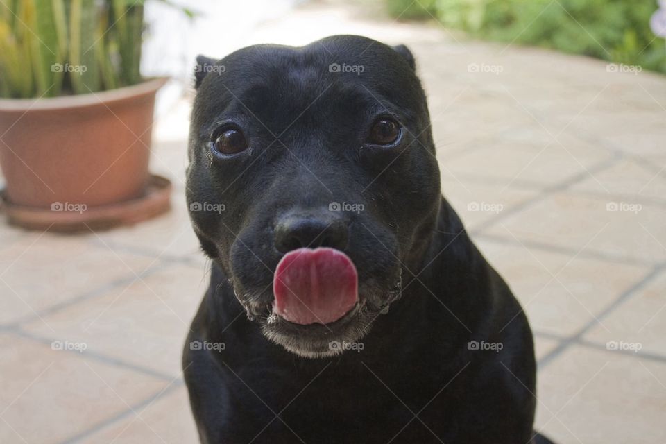 Staffy Tongue 