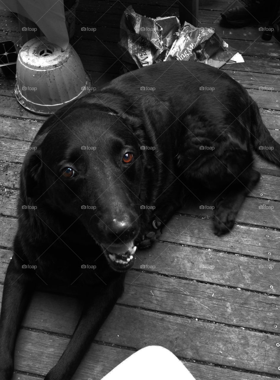 Black labrador retriever