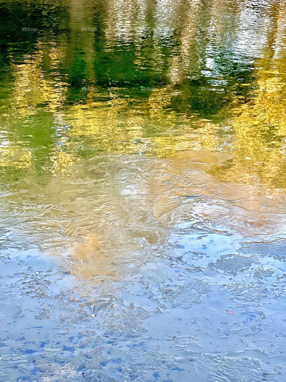 An icy pond creates a reflection of the golden leaves and green trees