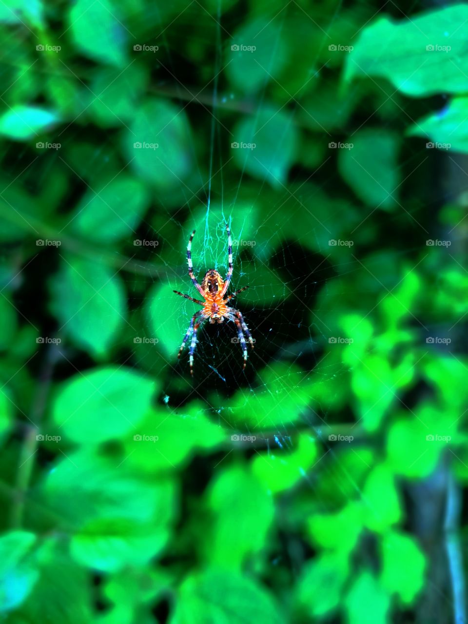 Spider🕸️🕷️