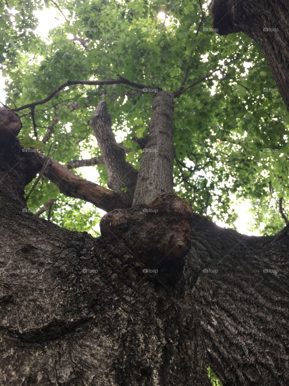 Looking up into a very tall tree, large knot on tree trunk, green leaves, summer foliage 