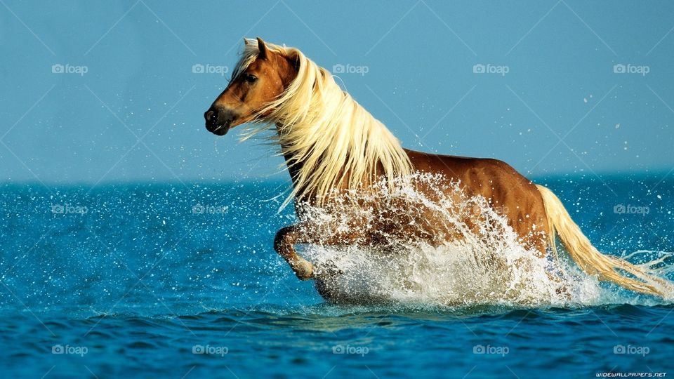 horse. sea