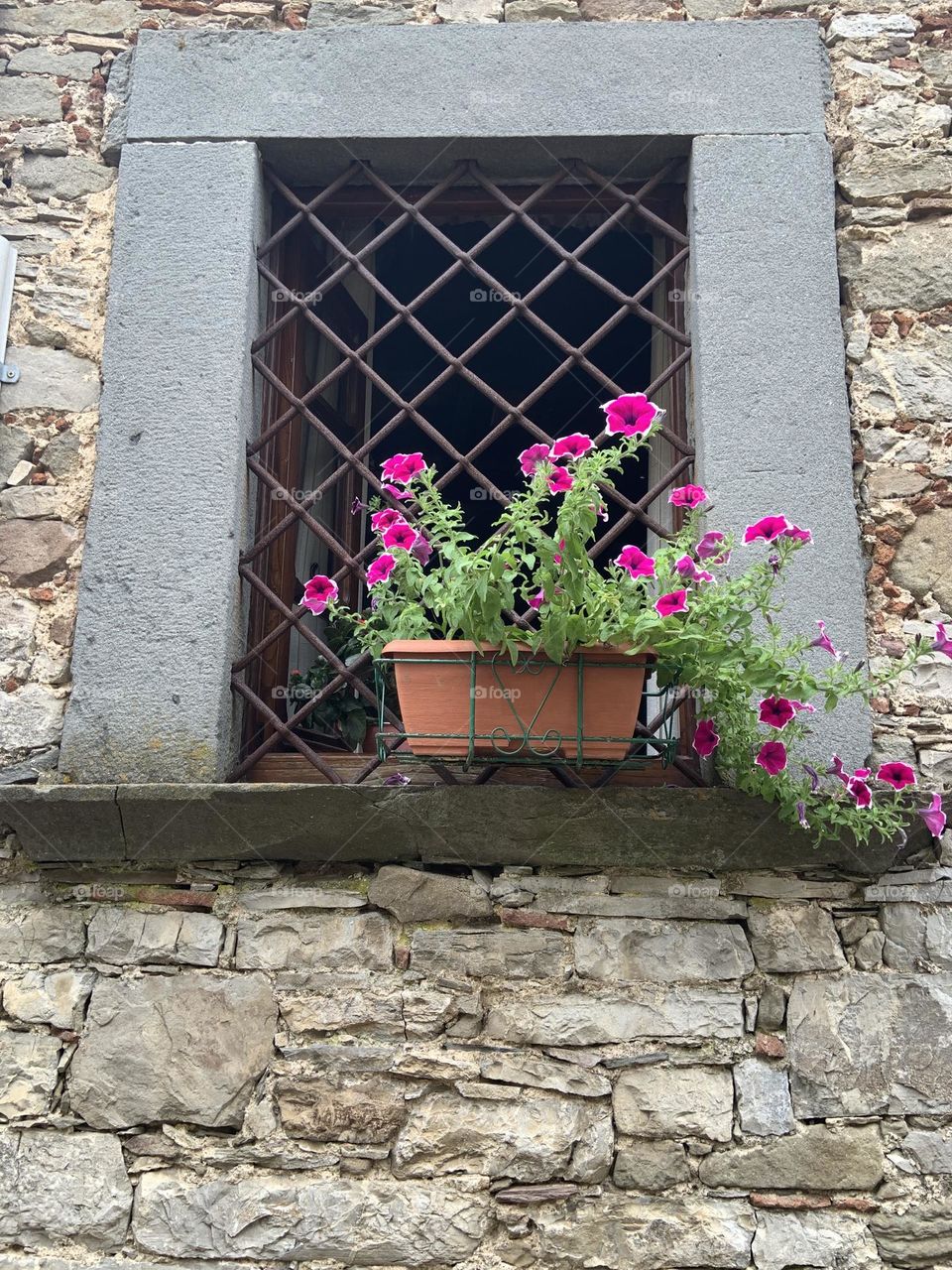 Purple flowers in a pot in front of window 