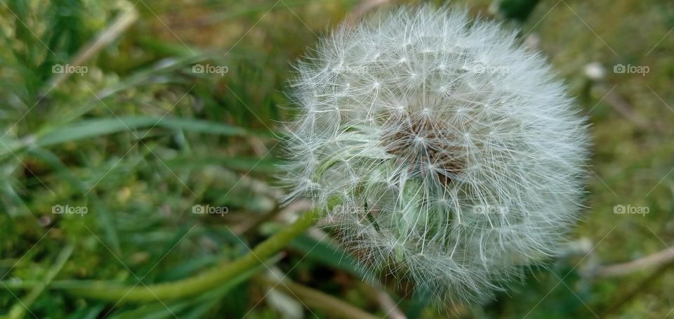 dandelion