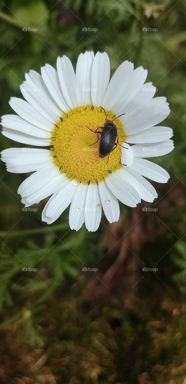 camomile