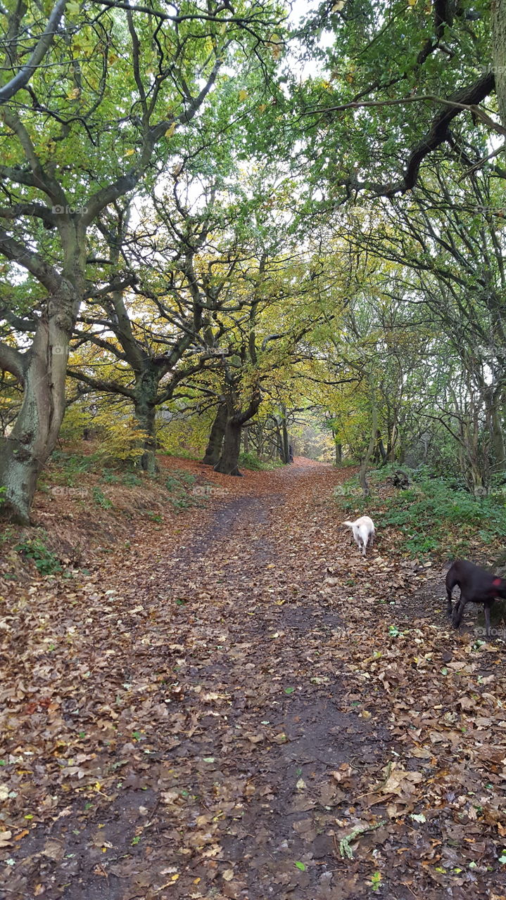 Autumn walk up the hills