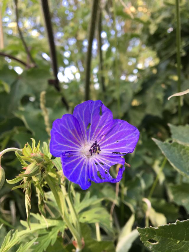 Wild flowers 