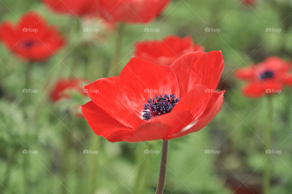 Close-up of poppy flowers