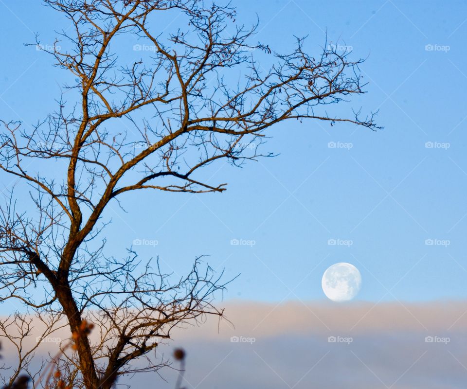 Blue moon setting, blue sky, tree silhouette 
