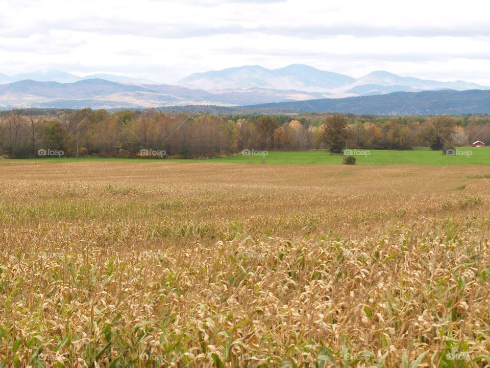 Field of Wheat