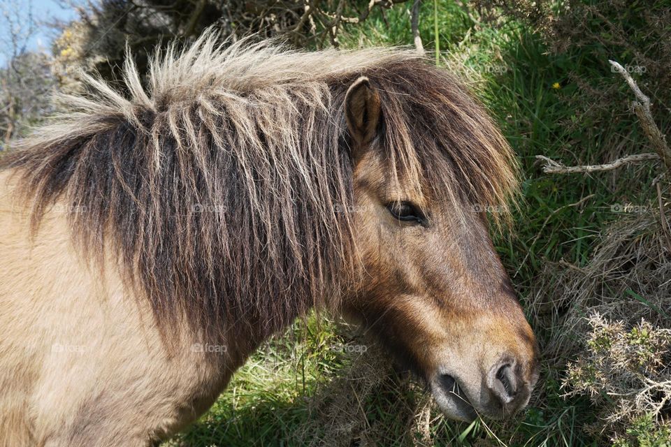 A Little wild Dartmoor Pony munching his way through the hedgerow … he and a few others were wandering along a clifftop path ! This one didn’t mind me taking his photograph 😂