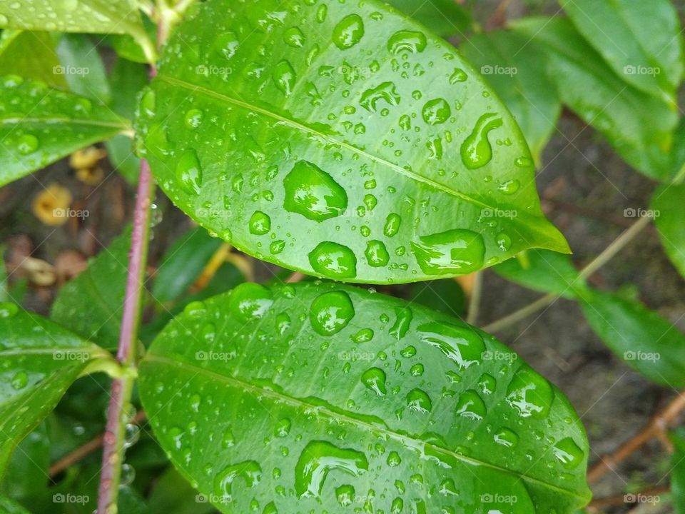 green leaves on water drop