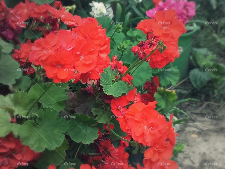 red flowers.