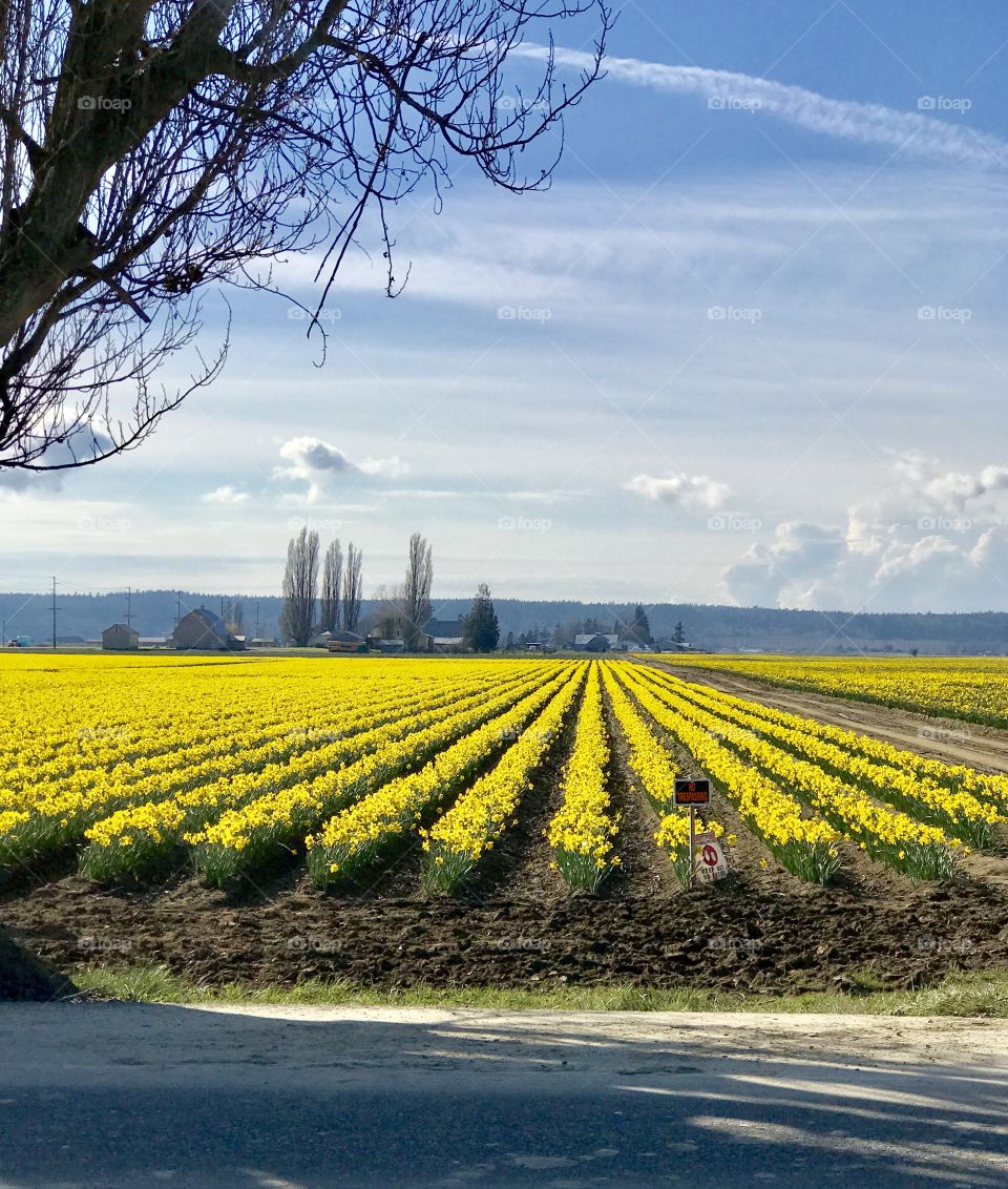 Daffodil fields
