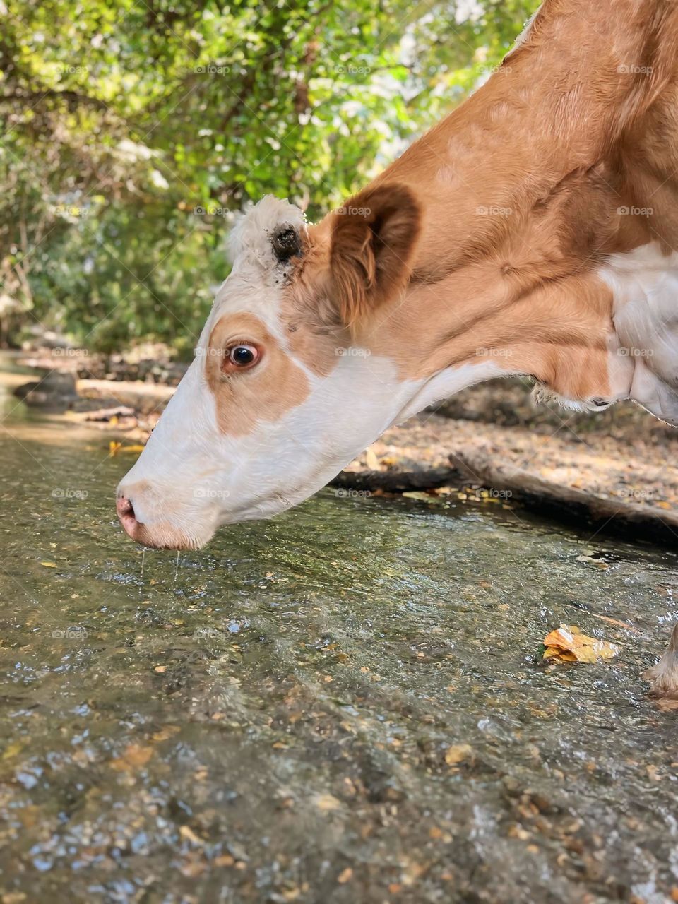 Vaca bebiendo agua 