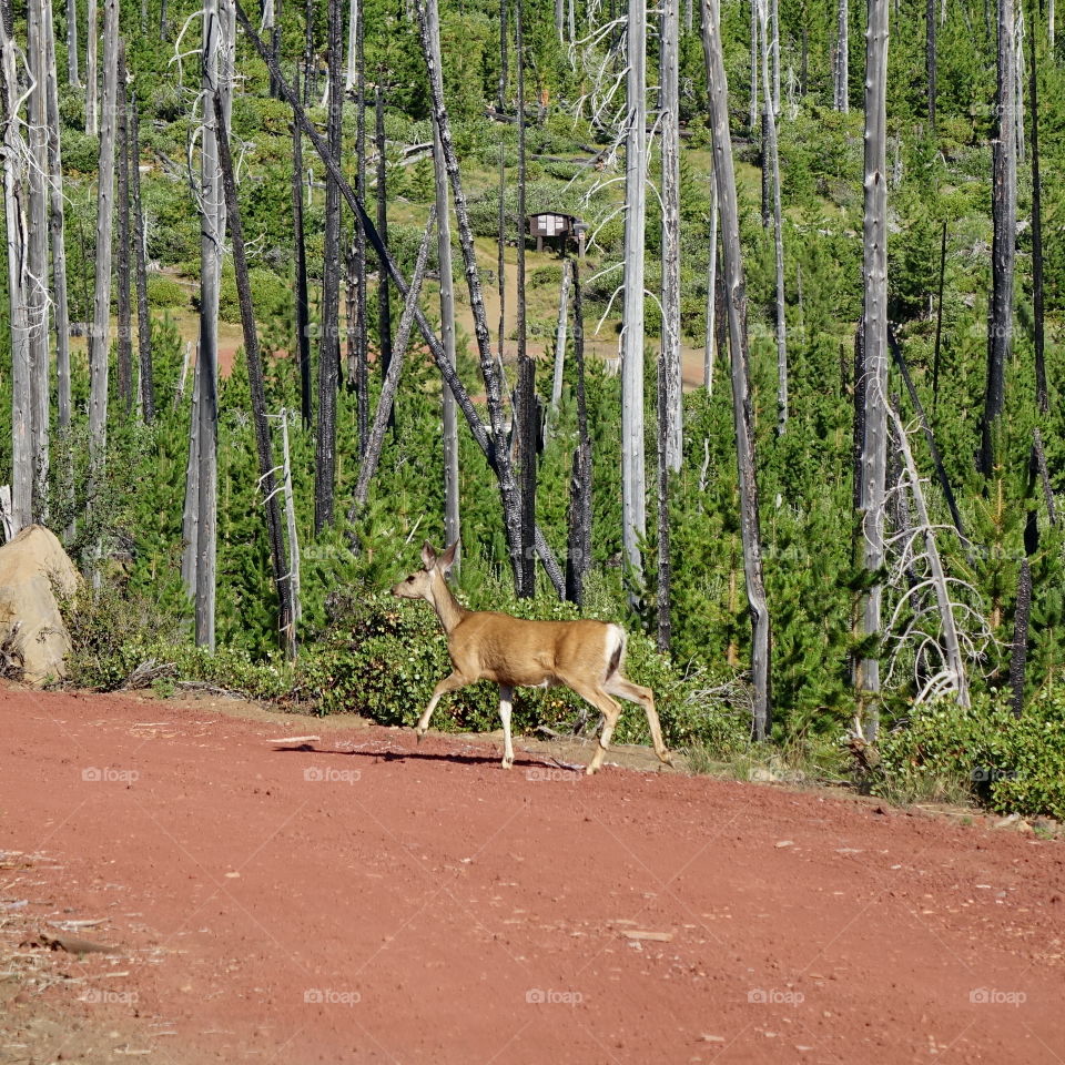 Deer walking on dirt road