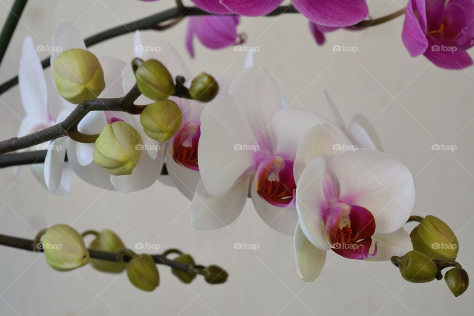 orchid flowers house plants beautiful