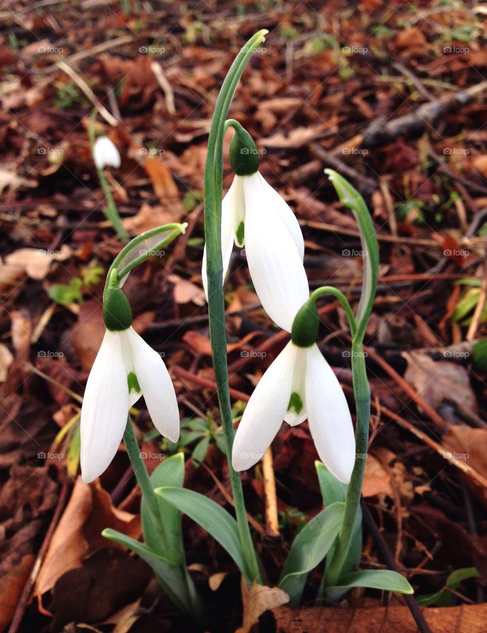 Close-up of white flowers