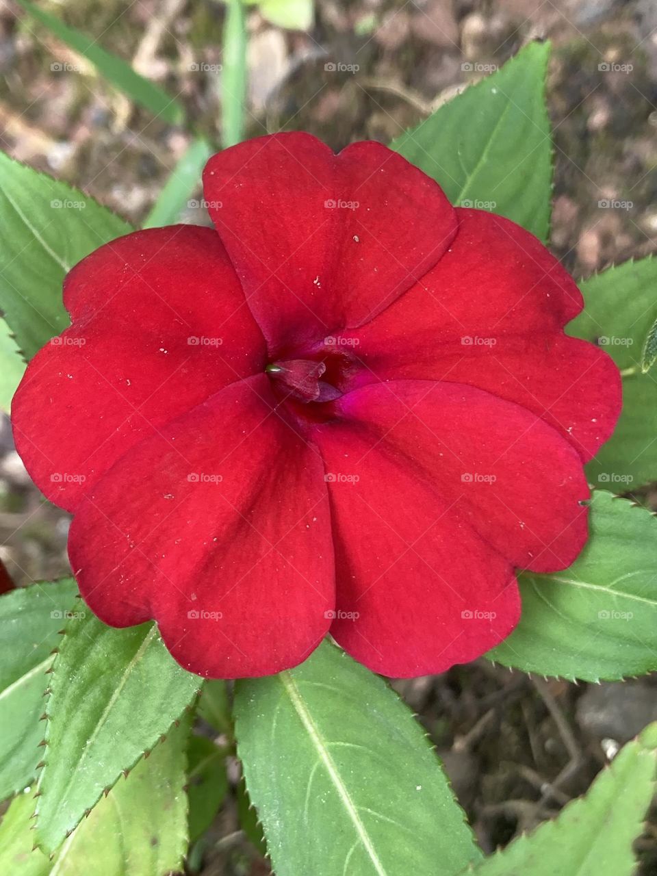 Flor vermelha com tom diferenciada, isolada. Flor rodeada por folhas verde claras.